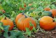 6 Health Benefits of Pumpkin